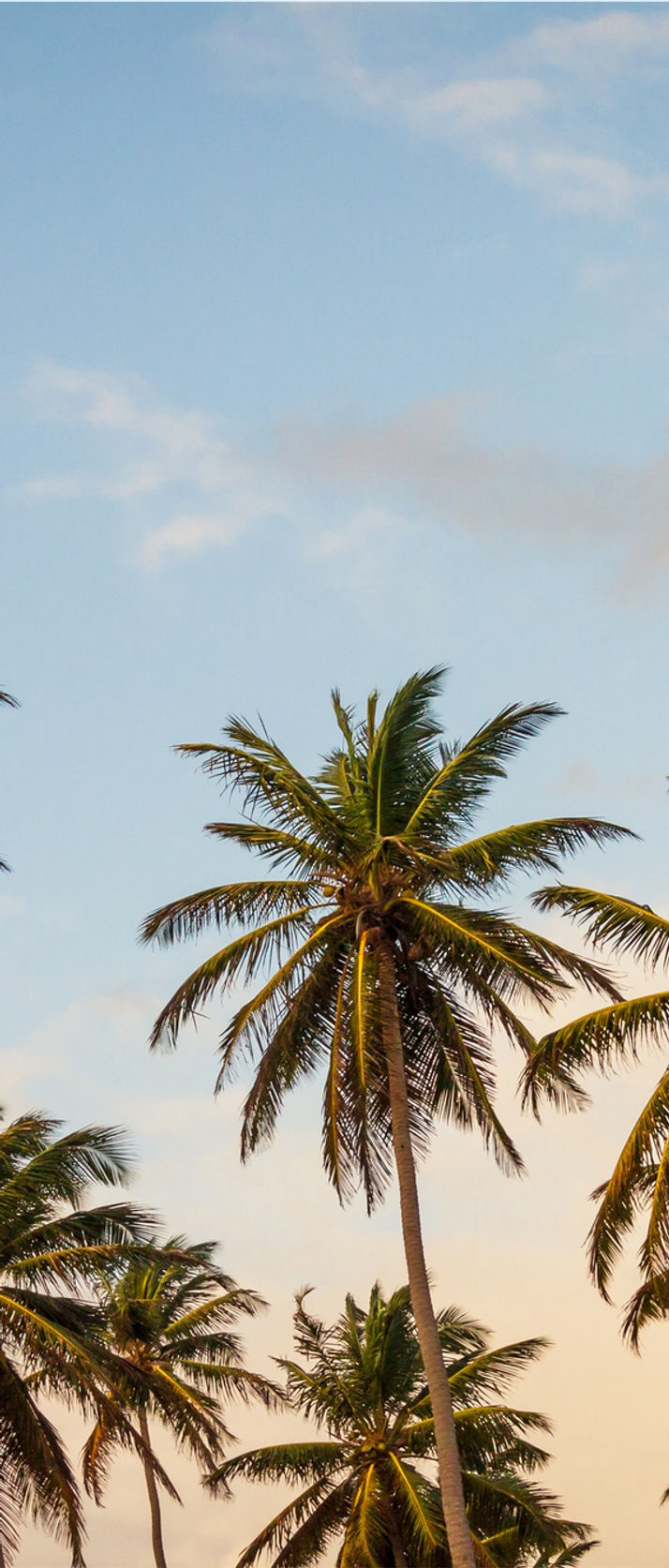 Palm Trees